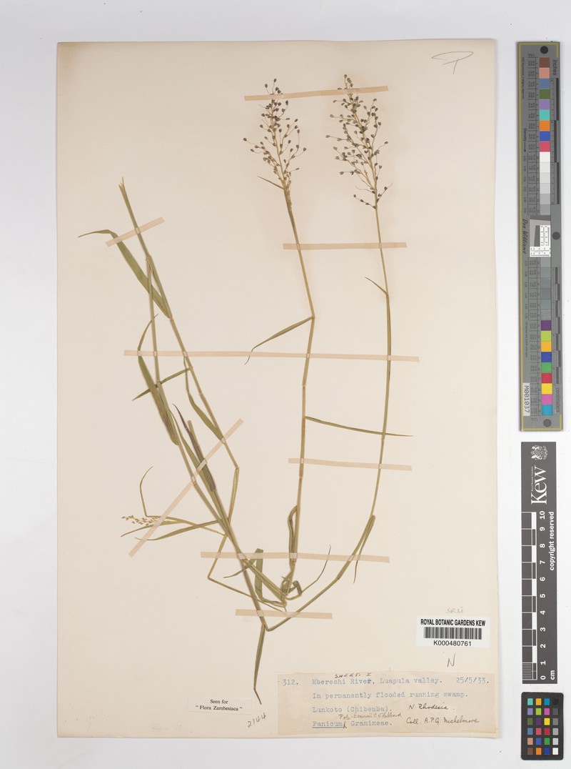 Adenochloa pole-evansii photo 8