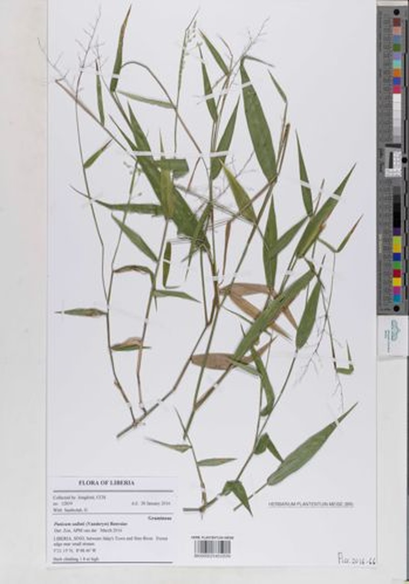 Adenochloa sadinii
