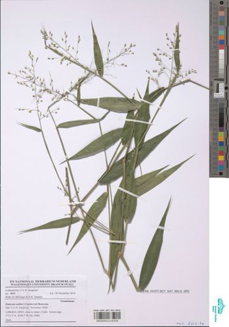 Adenochloa sadinii photo 2