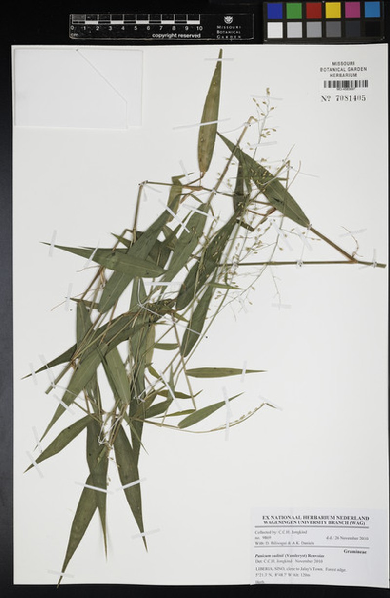 Adenochloa sadinii photo 3