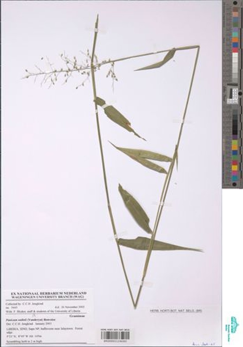 Adenochloa sadinii photo 4