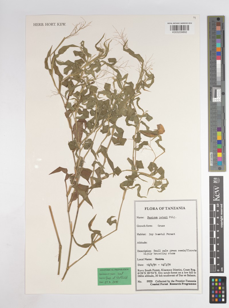 Adenochloa squarrosa