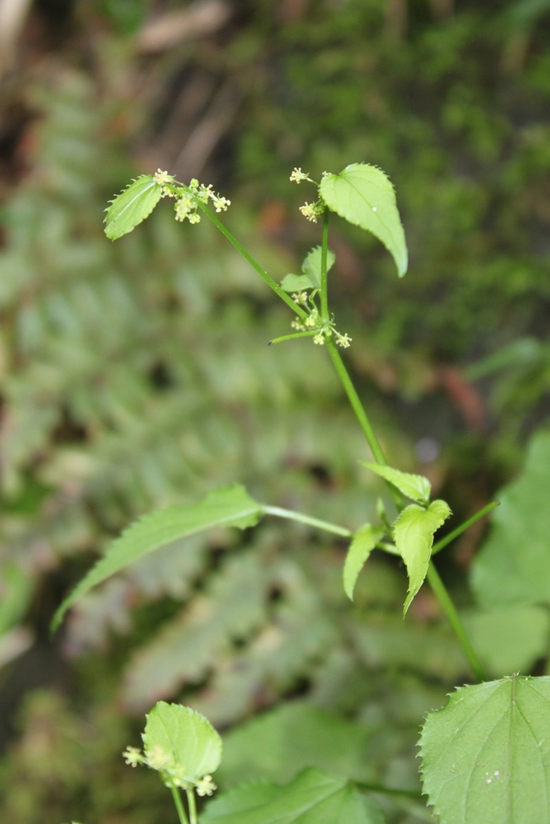 Adenocline acuta photo 6