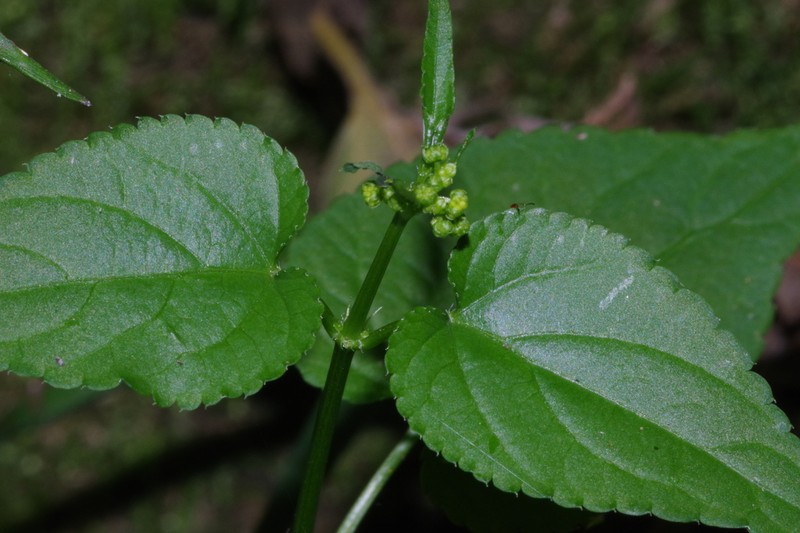 Adenocline acuta photo 8