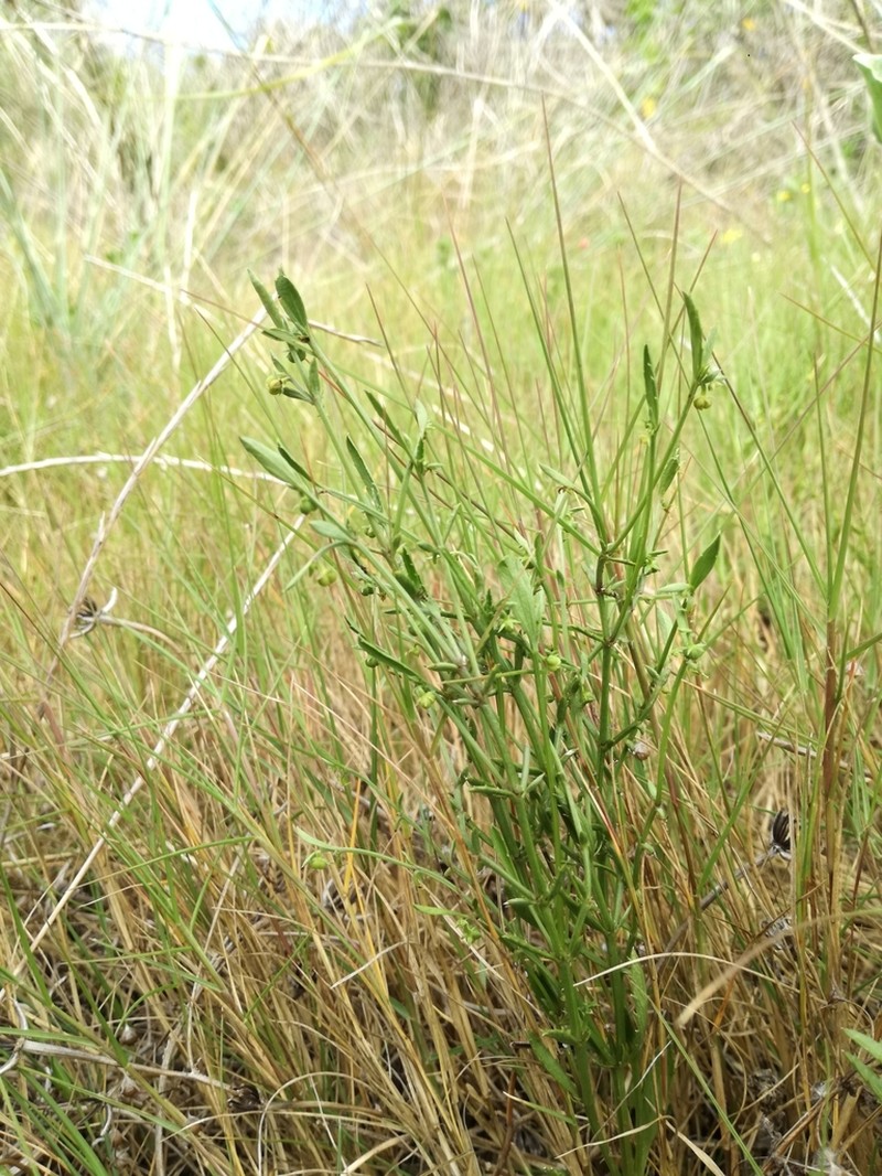 Adenocline pauciflora