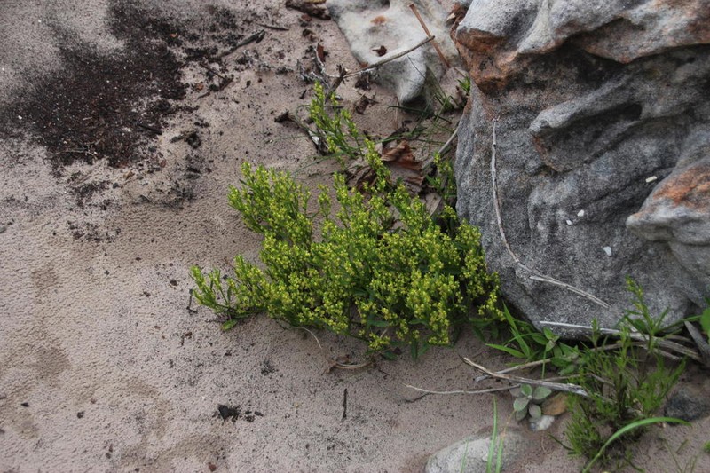 Adenocline pauciflora photo 2