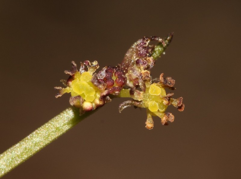 Adenocline pauciflora photo 3