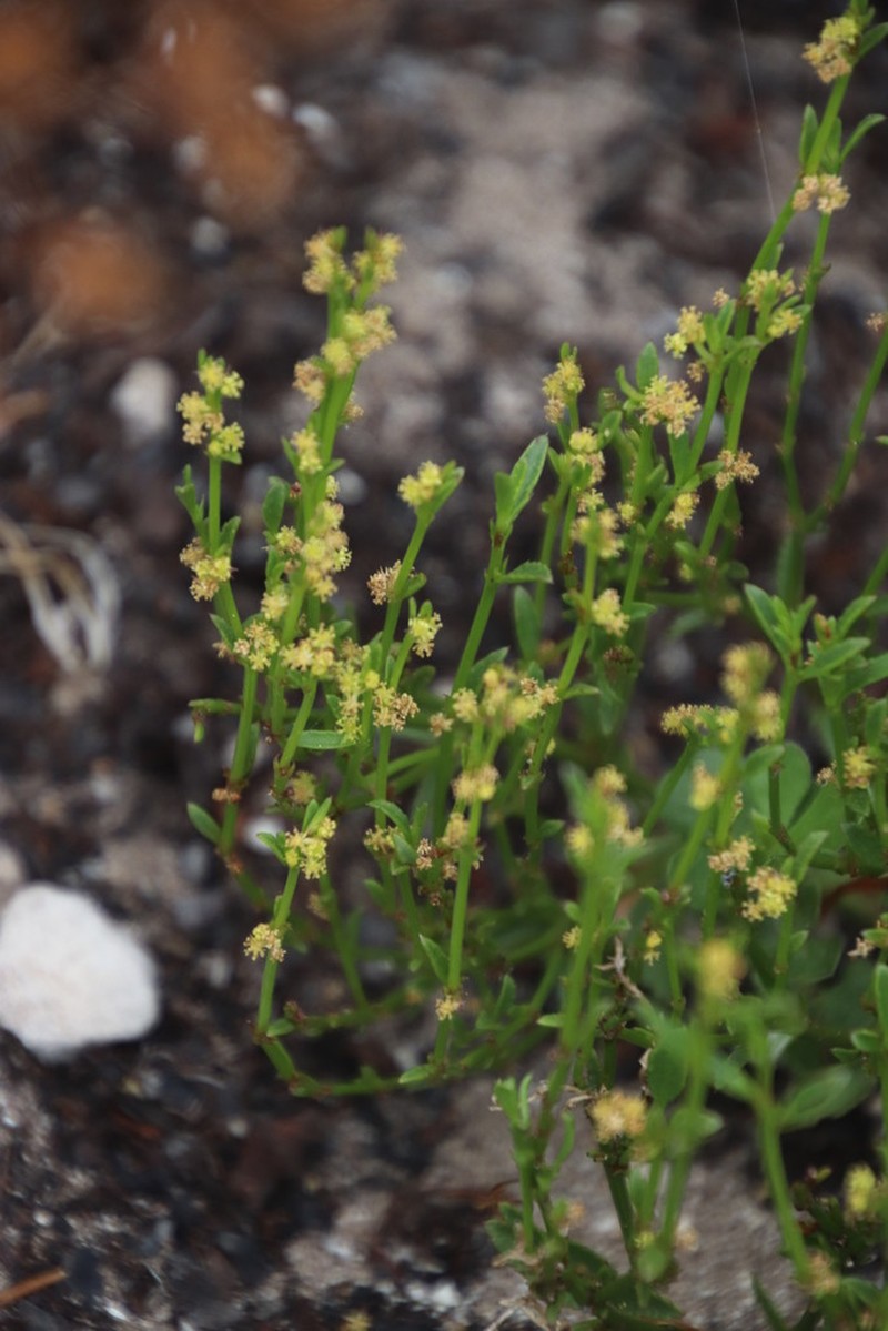 Adenocline pauciflora photo 4