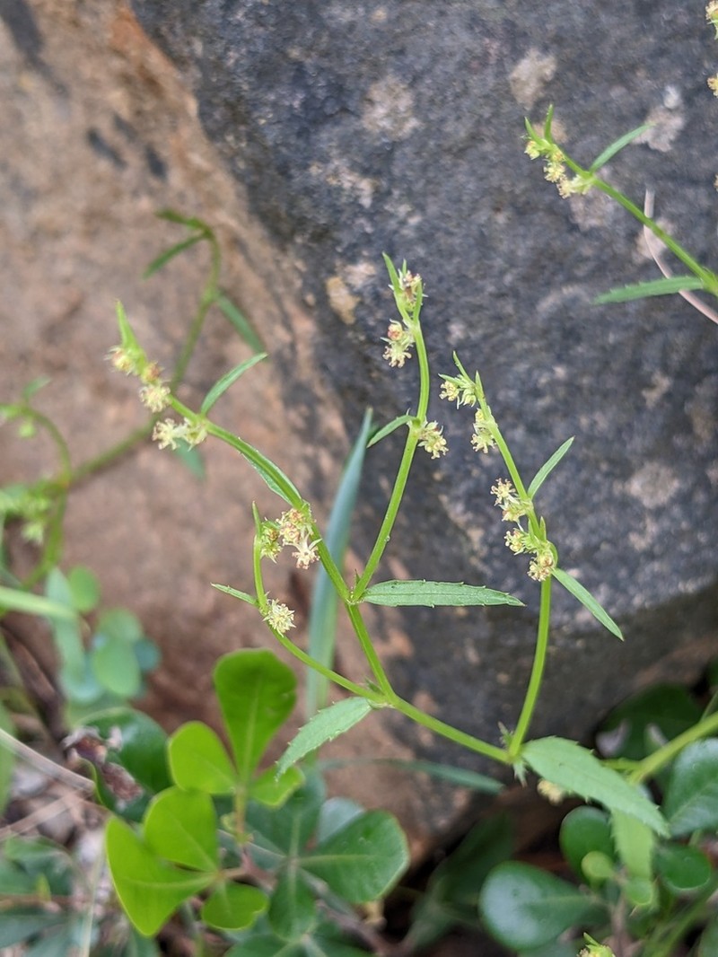 Adenocline pauciflora photo 5