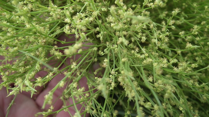 Adenocline pauciflora photo 6