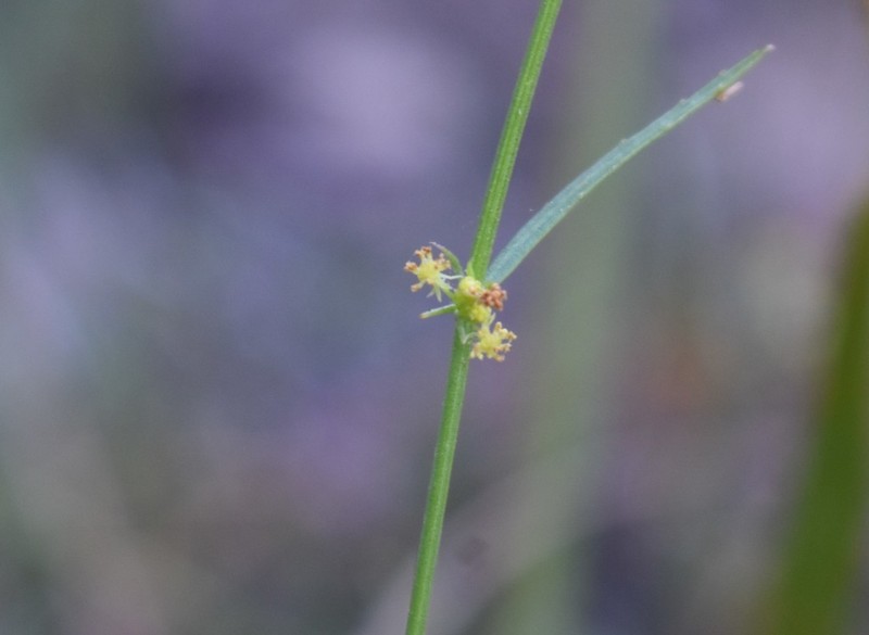 Adenocline pauciflora photo 7