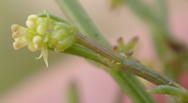 Adenocline pauciflora photo 8