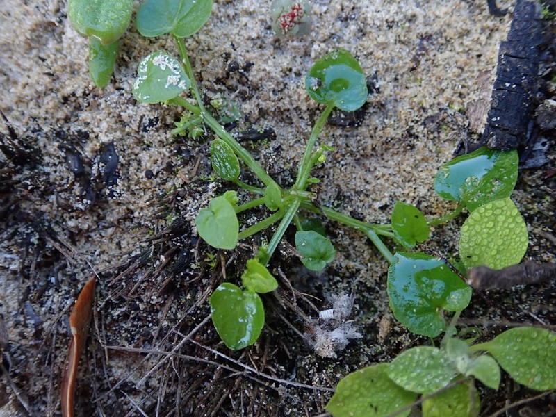 Adenocline violifolia