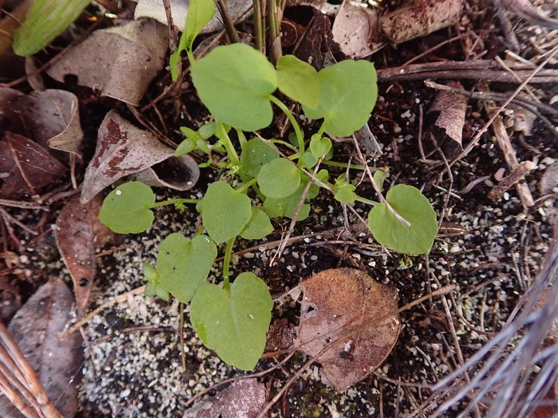 Adenocline violifolia photo 2