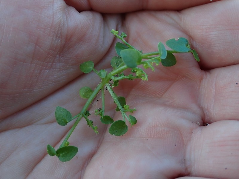 Adenocline violifolia photo 4