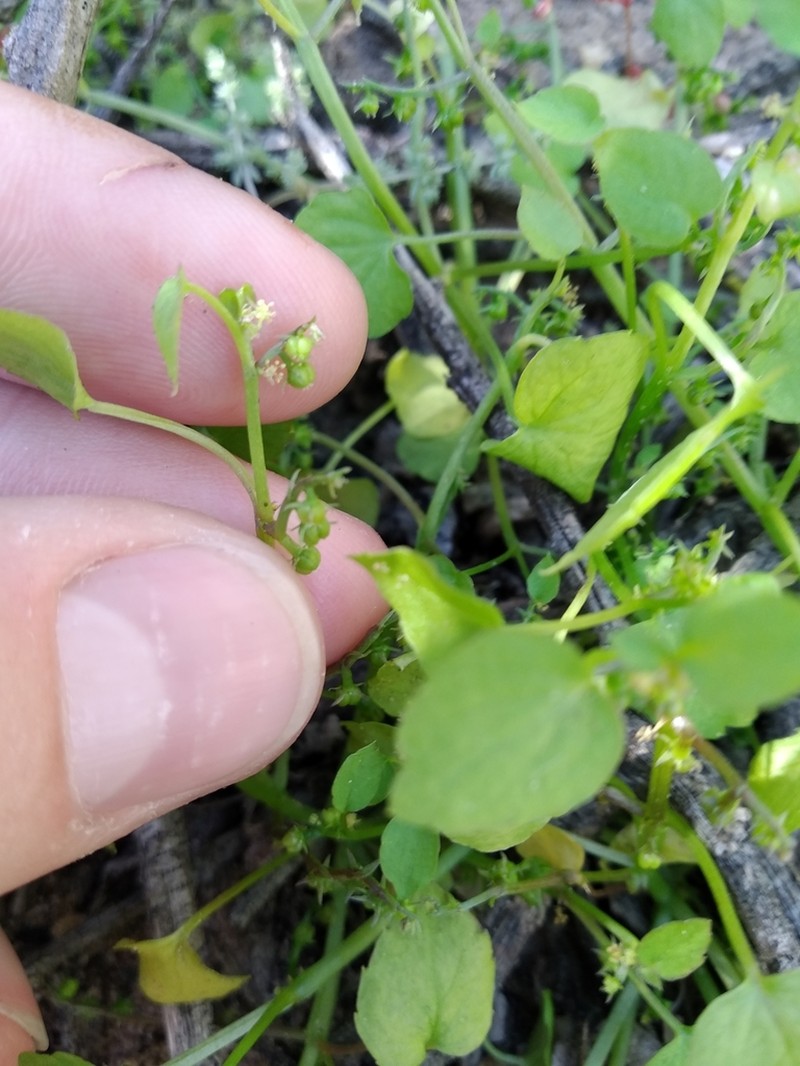 Adenocline violifolia photo 5