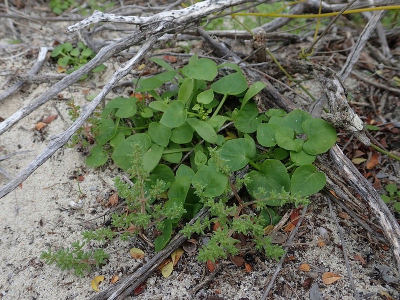 Adenocline violifolia photo 6