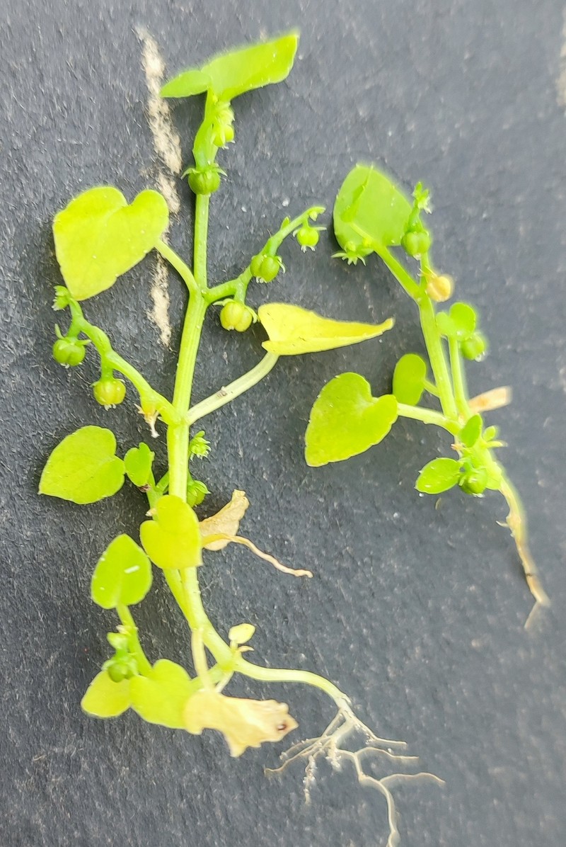 Adenocline violifolia photo 7