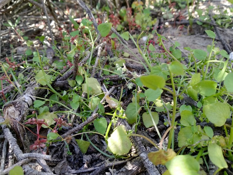 Adenocline violifolia photo 8