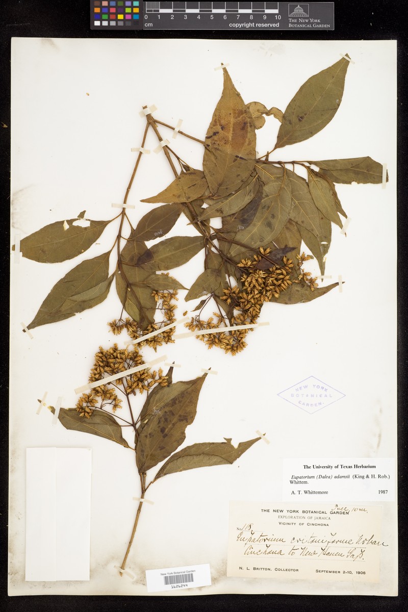 Adenocritonia adamsii