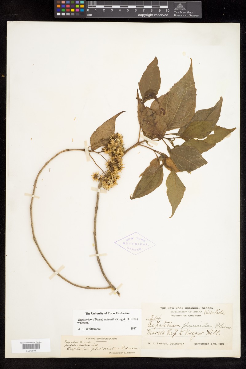 Adenocritonia adamsii photo 2