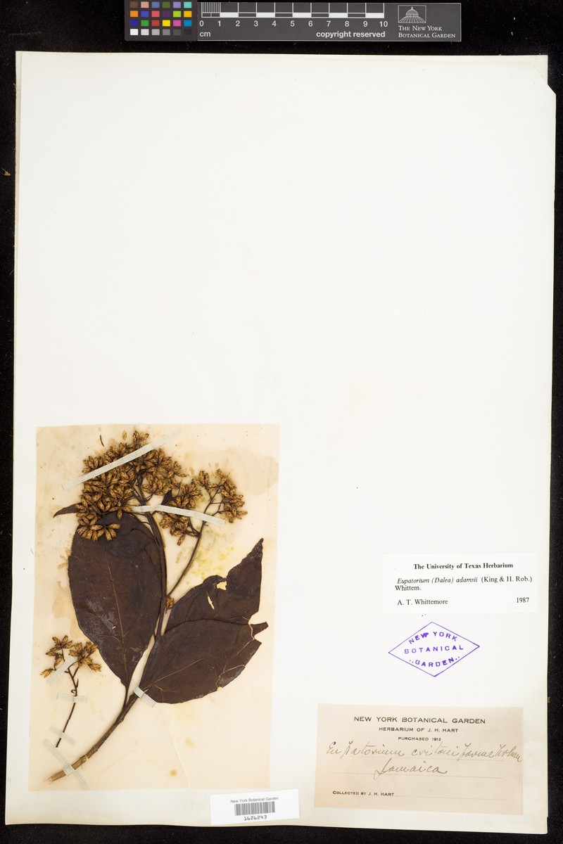 Adenocritonia adamsii photo 3