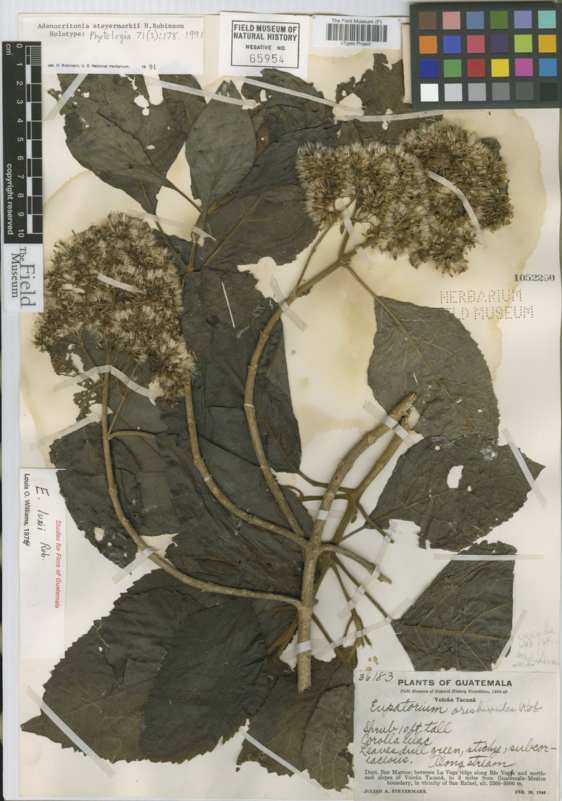 Adenocritonia steyermarkii