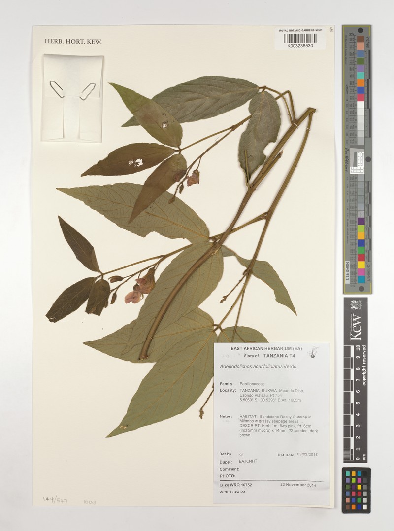 Adenodolichos acutifoliolatus