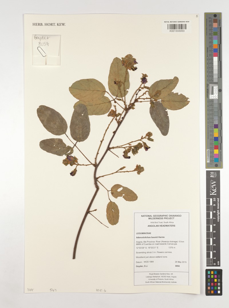 Adenodolichos baumii
