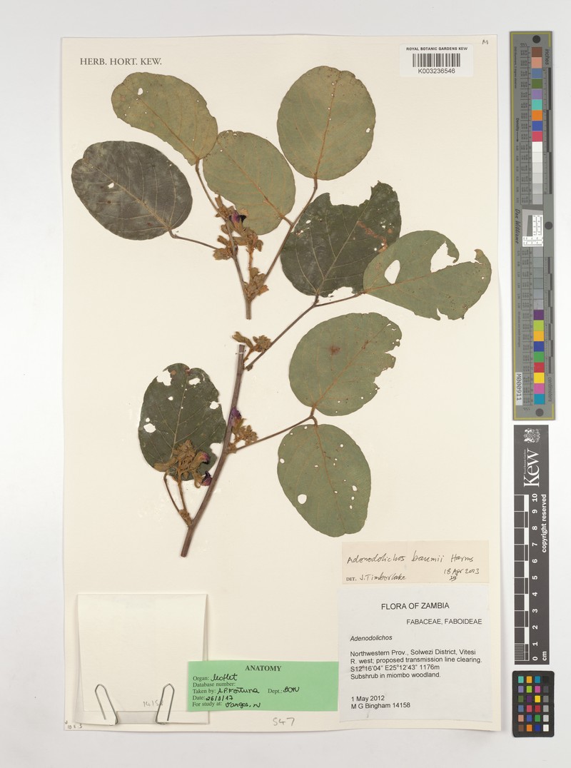 Adenodolichos baumii photo 2