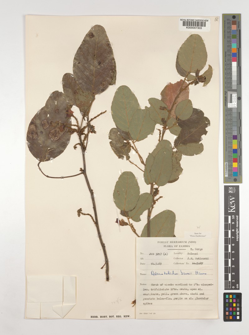 Adenodolichos baumii photo 3