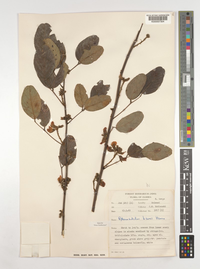Adenodolichos baumii photo 4