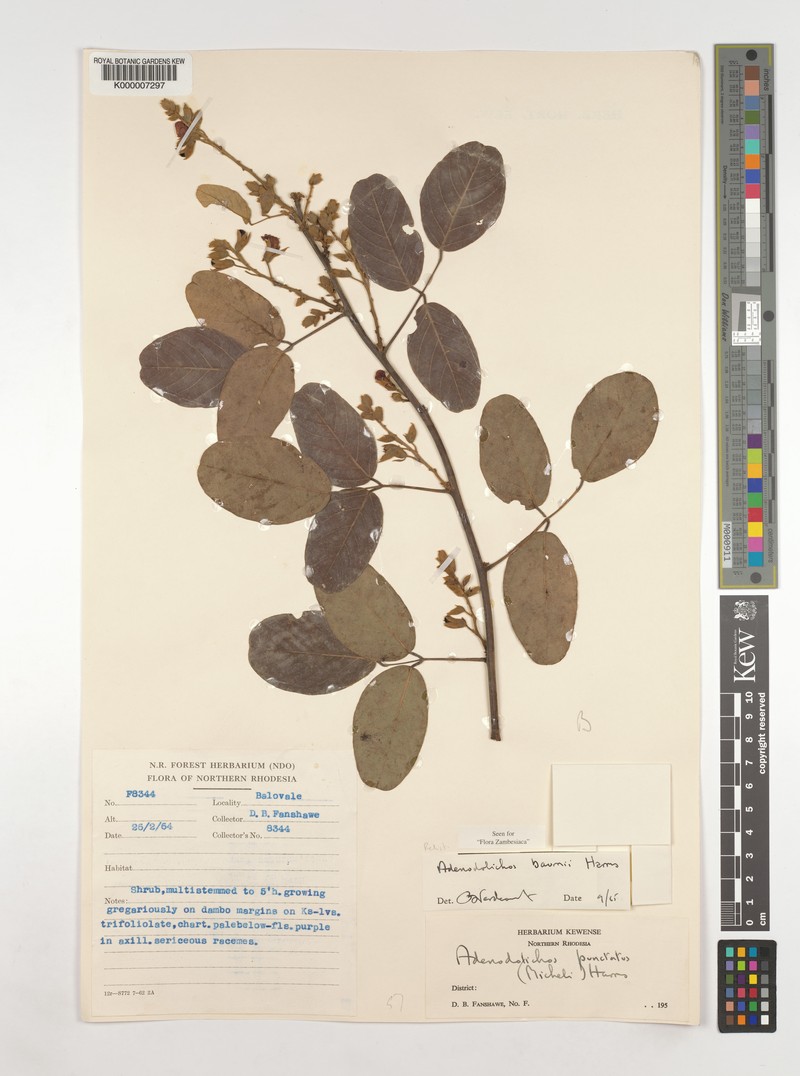 Adenodolichos baumii photo 5