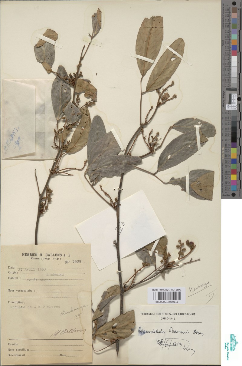Adenodolichos baumii photo 6