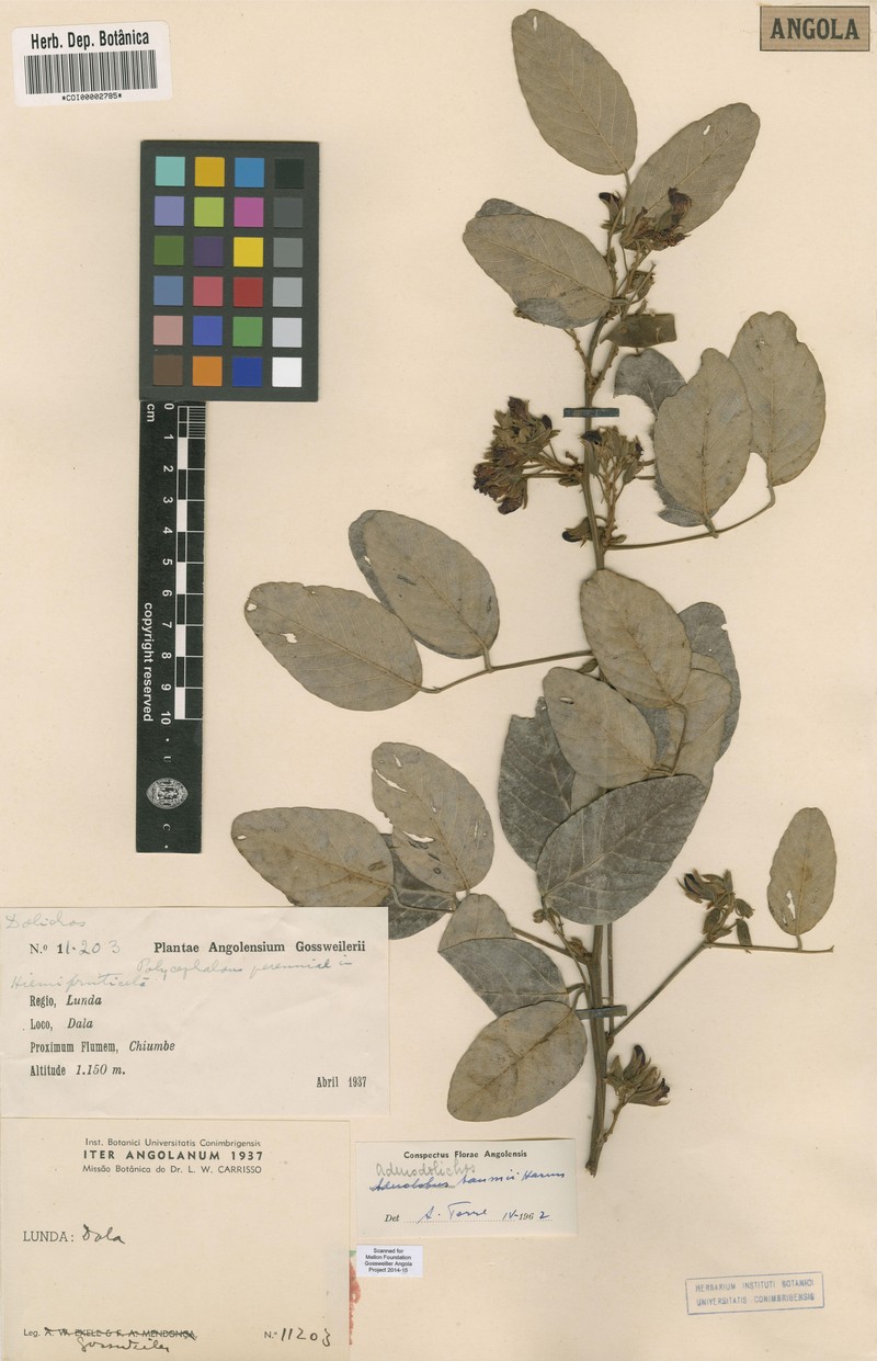 Adenodolichos baumii photo 7