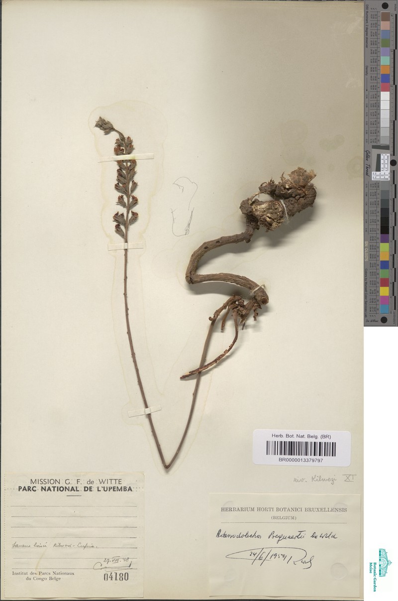 Adenodolichos bequaertii