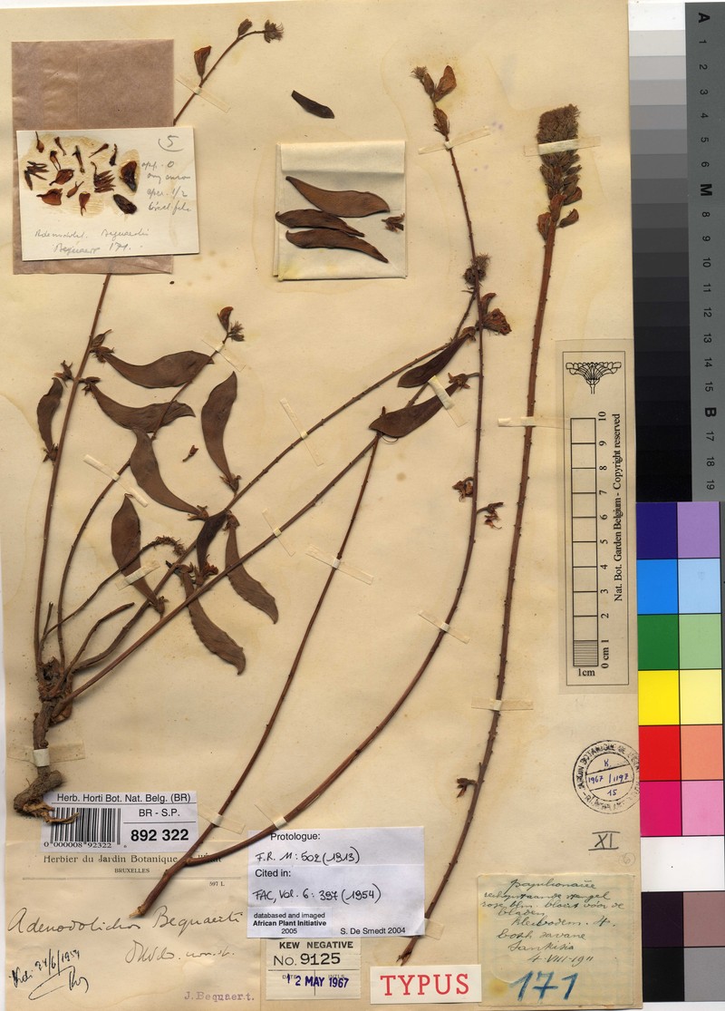 Adenodolichos bequaertii photo 2