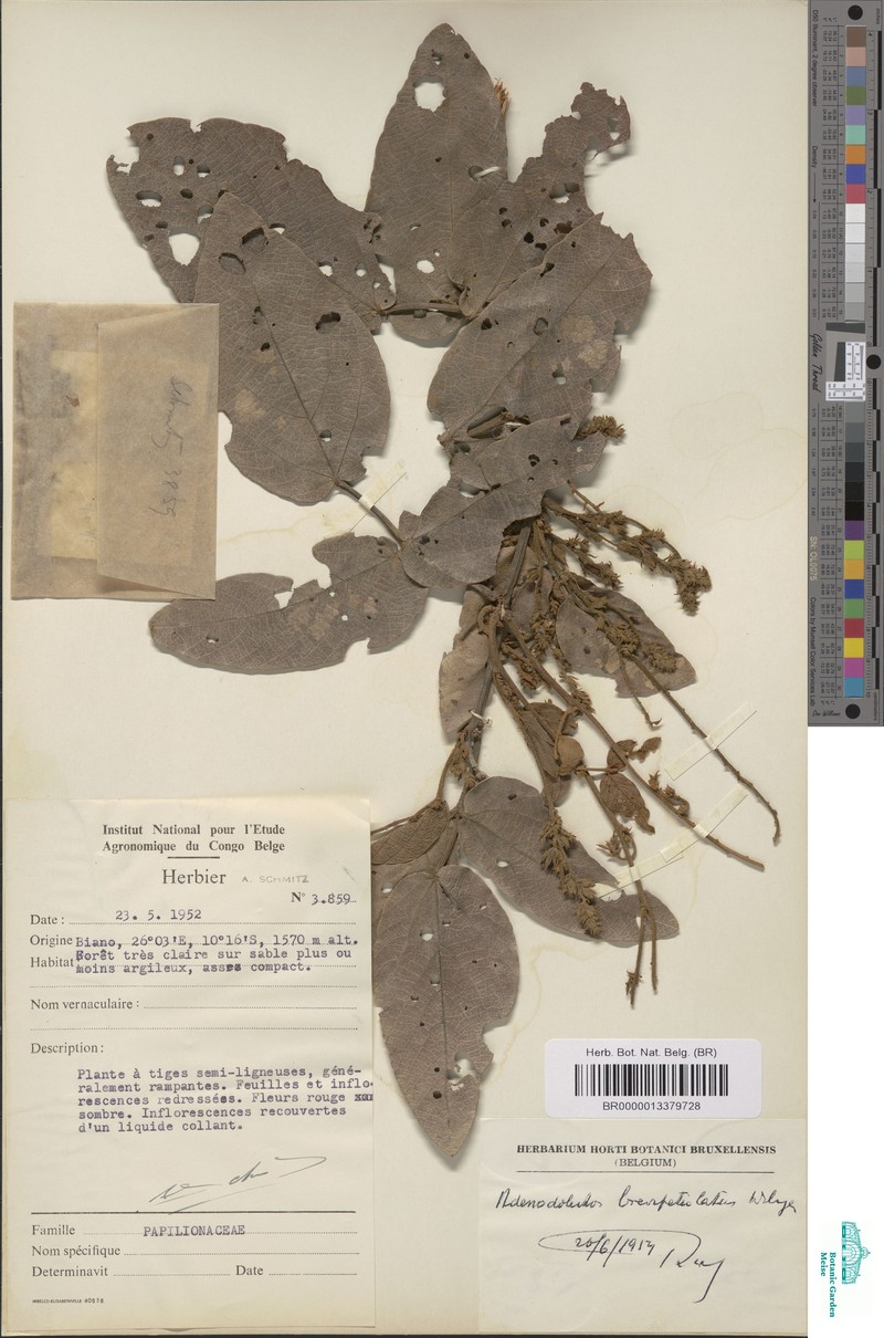 Adenodolichos brevipetiolatus