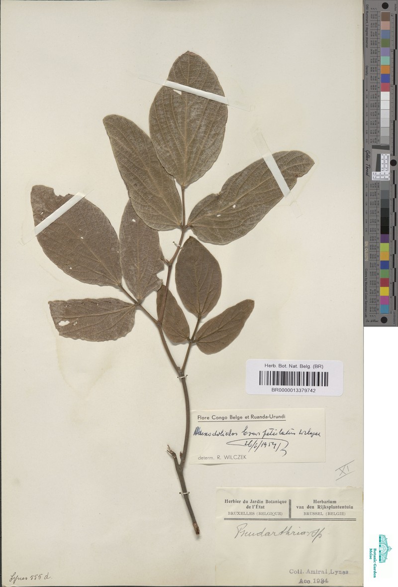 Adenodolichos brevipetiolatus photo 4