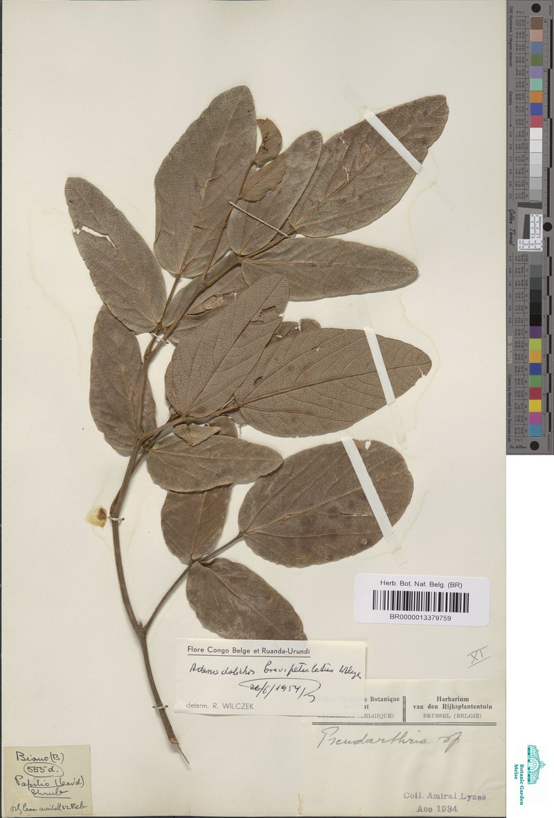 Adenodolichos brevipetiolatus photo 5