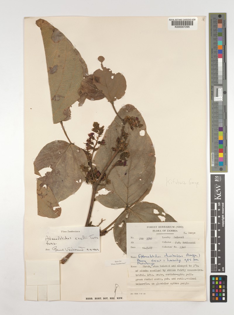 Adenodolichos exellii