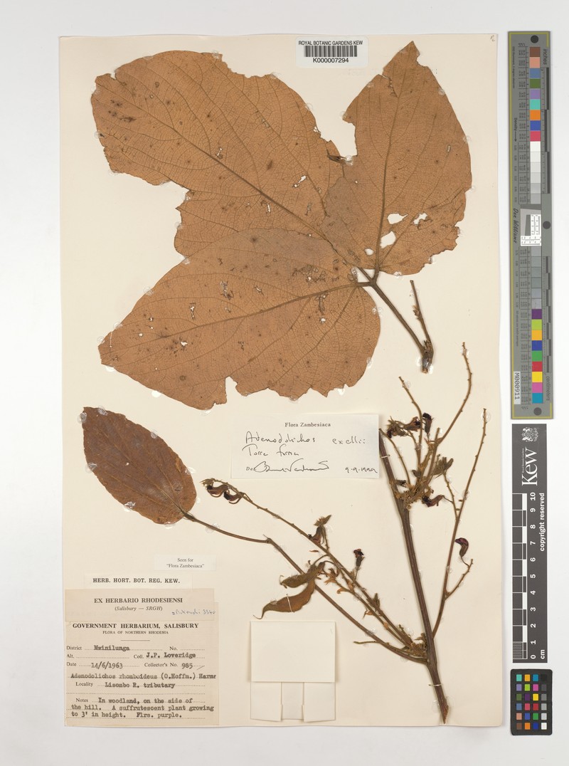 Adenodolichos exellii photo 2