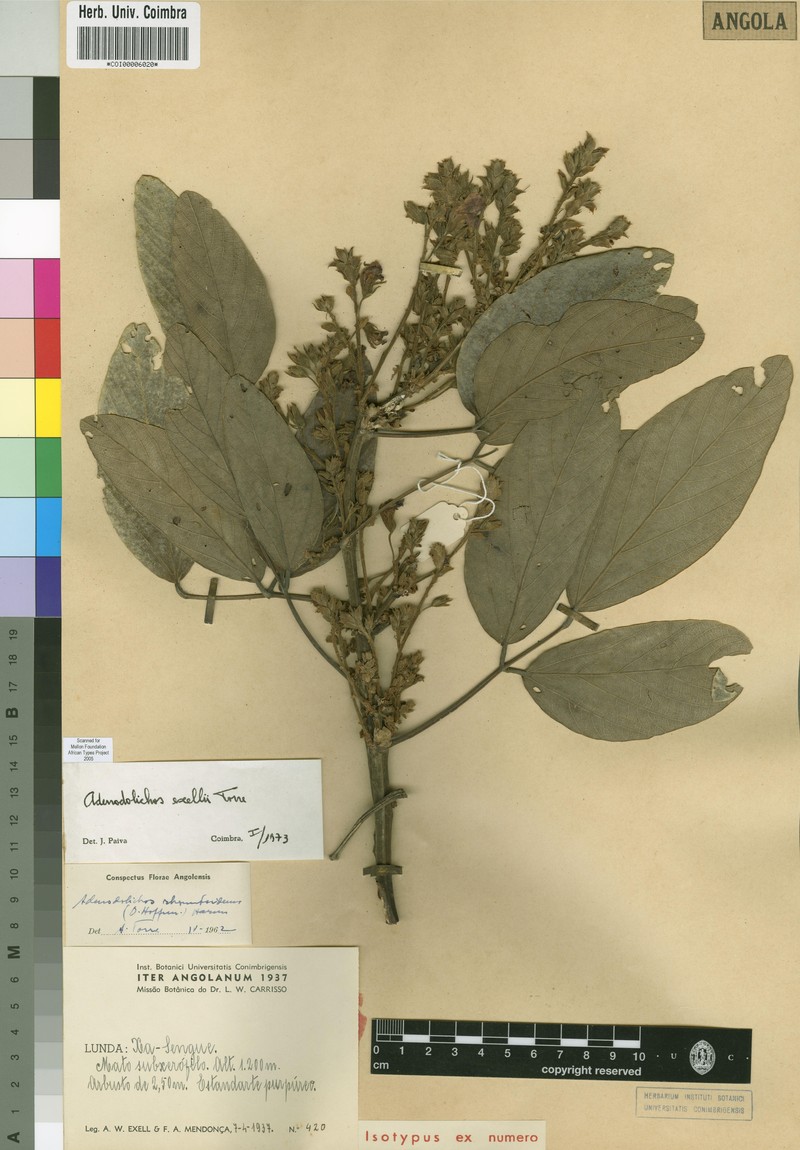 Adenodolichos exellii photo 5