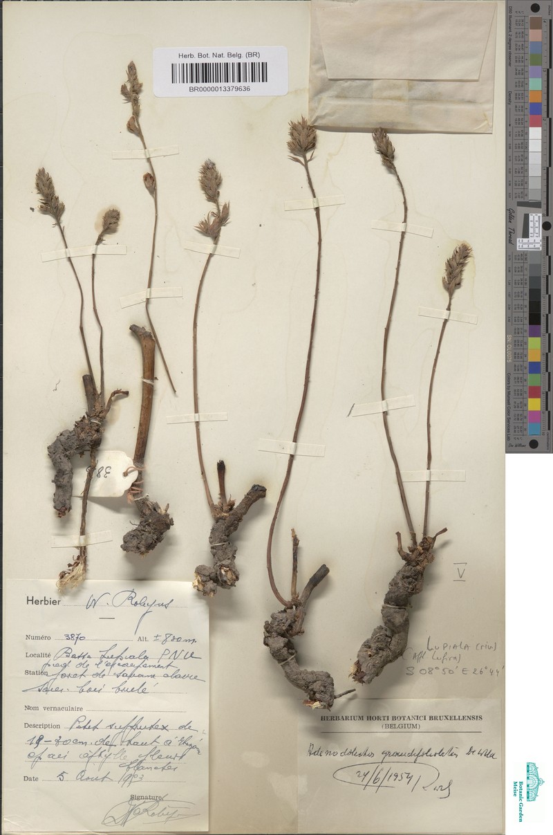 Adenodolichos grandifoliolatus