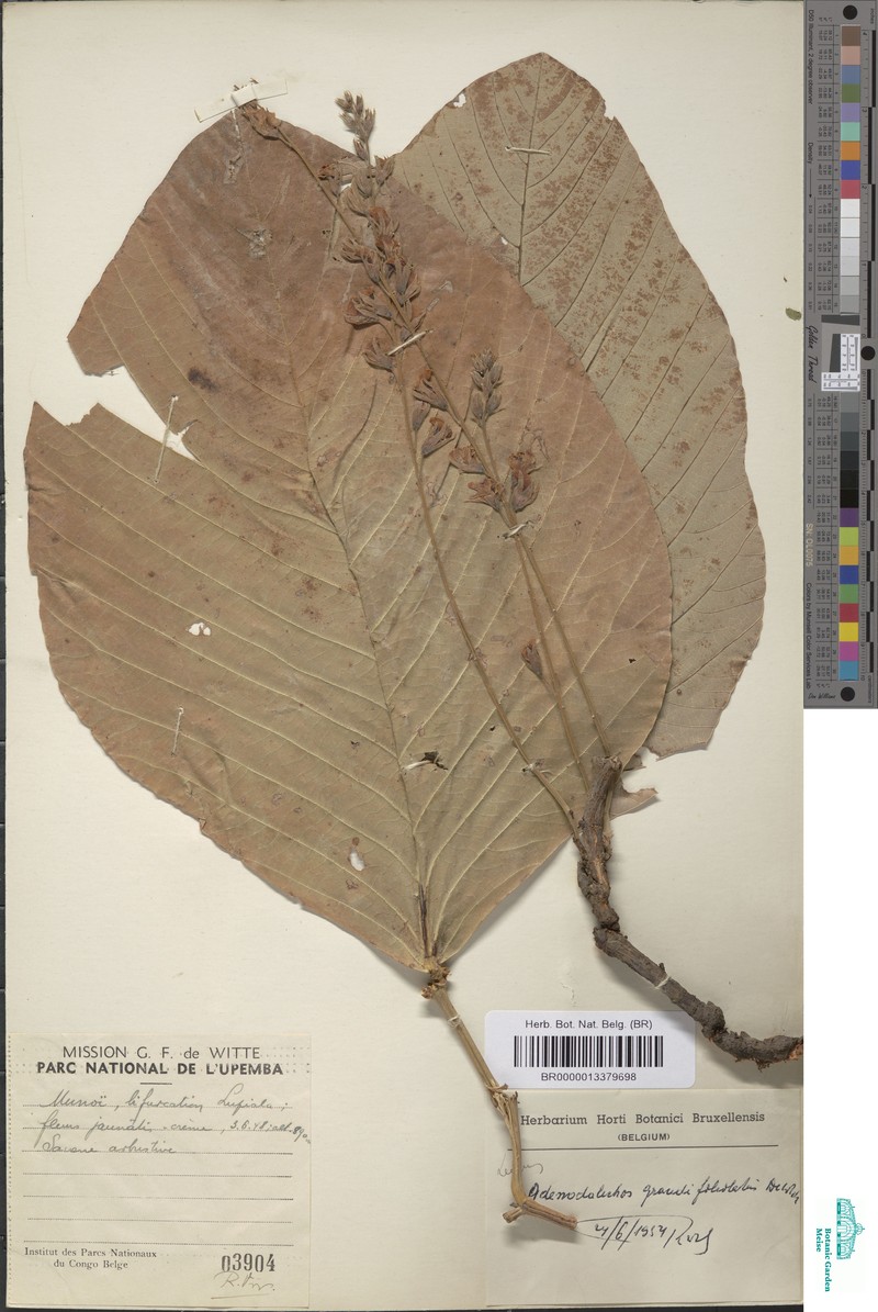 Adenodolichos grandifoliolatus photo 4