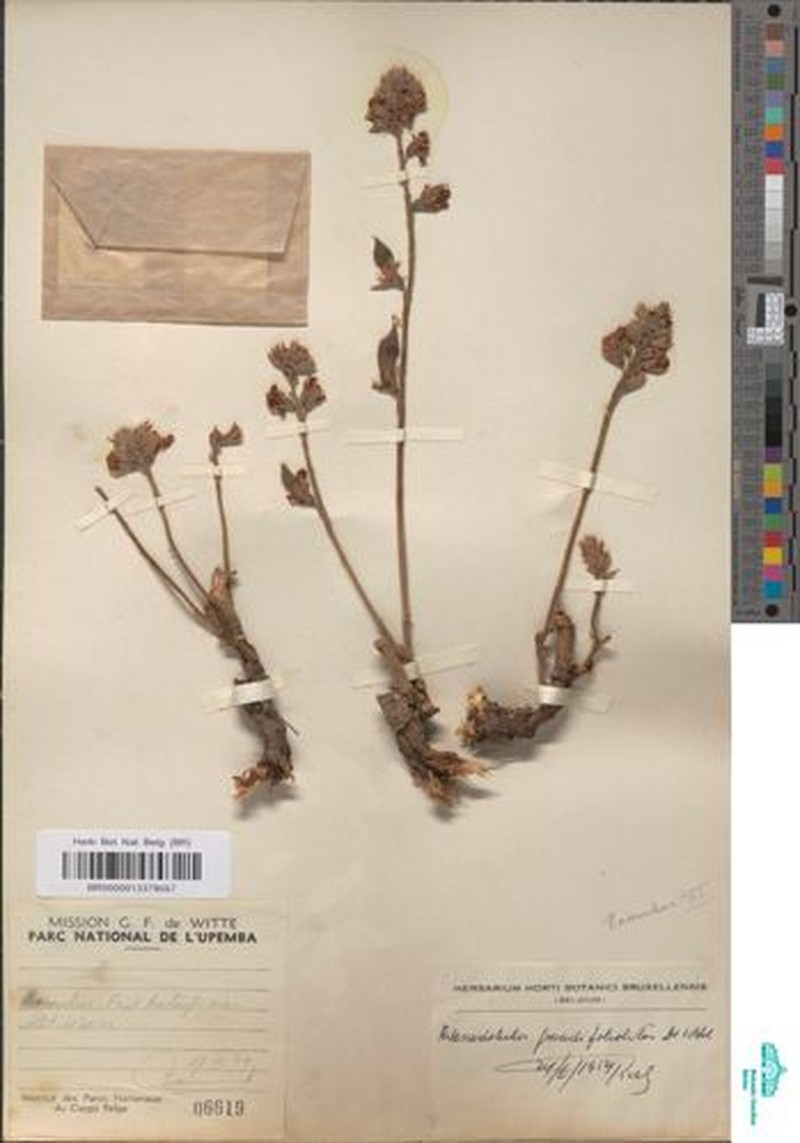 Adenodolichos grandifoliolatus photo 5