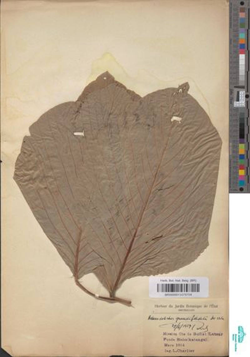 Adenodolichos grandifoliolatus photo 8