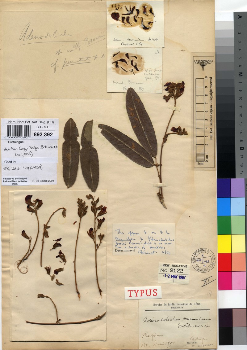 Adenodolichos harmsianus