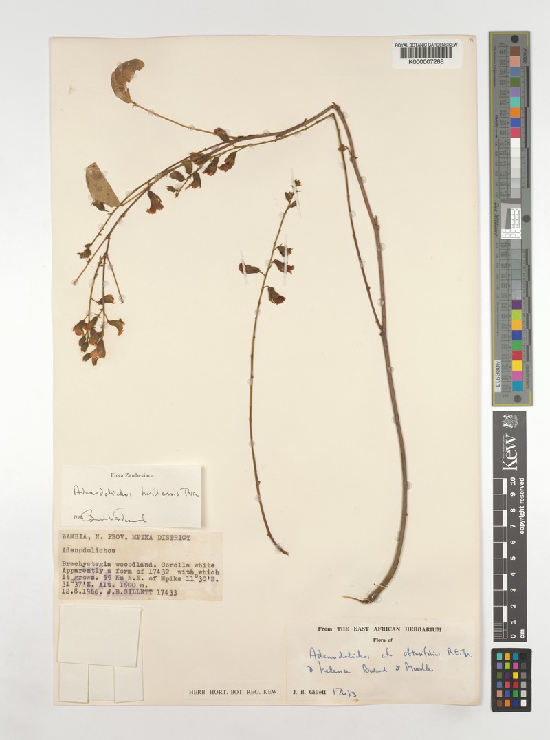 Adenodolichos huillensis photo 2