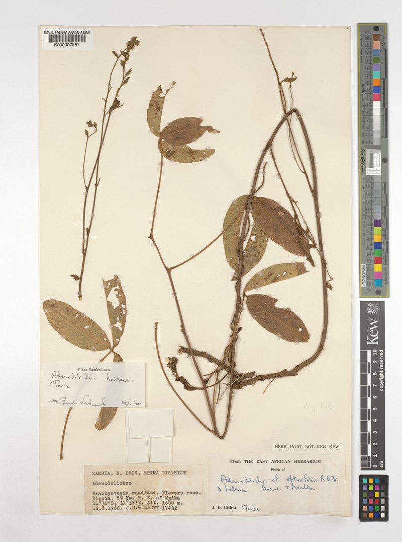 Adenodolichos huillensis photo 3